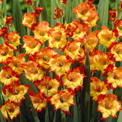 Gladiola 'Princess Margaret'